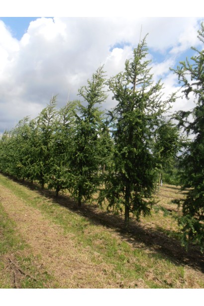 Модрина японська Діана в розсаднику в полі
